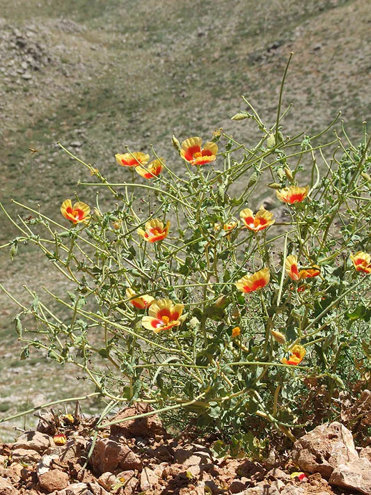 Smooth-fruited Horned Poppy, Mountain Horned Poppy photographed by Ori Fragman-Sapir