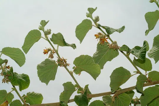 Mallow Raisin, Mallow-leaved Ross Berry photographed by 