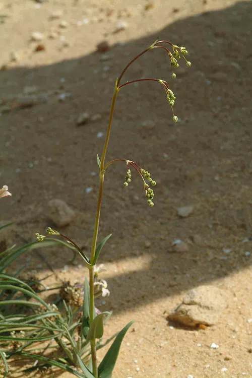 Gypsophila viscosa photographed by Ori Fragman-Sapir