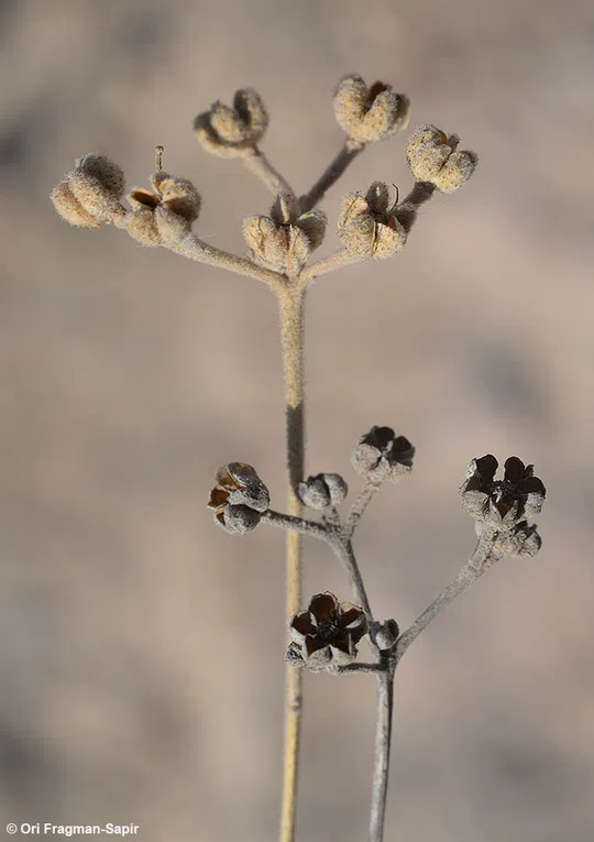 Haplophyllum poorei photographed by 