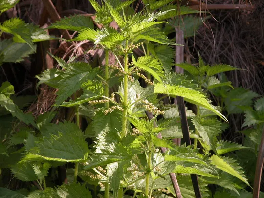 Hula Nettle photographed by 