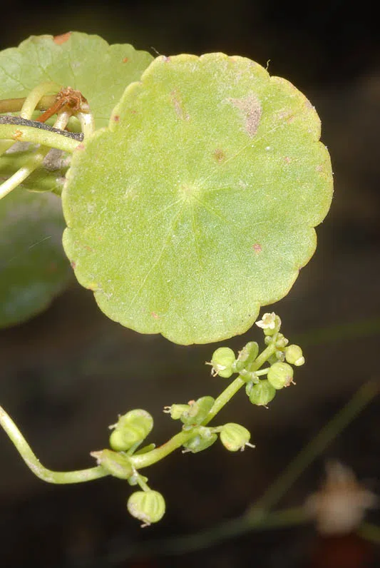 Marsh Pennywort photographed by 