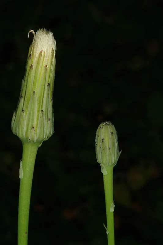 Smooth Cat's Ear, Glabrous Cat's Ear photographed by 