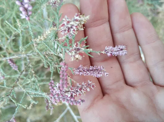 Clasping Tamarisk photographed by 