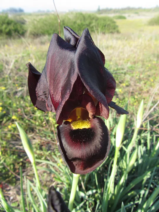 Dark-purple Iris, Coastal Iris