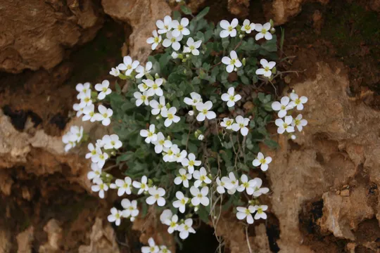 Alpine Rock Cress photographed by 
