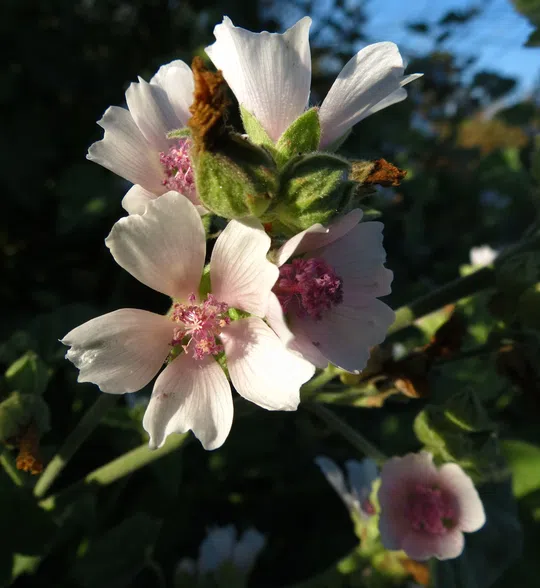 Marsh-mallow Plant, Common Marsh-mallow photographed by 