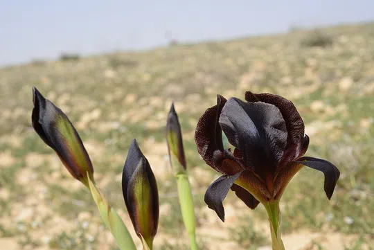 Dark-brown Iris, Judean Iris photographed by 