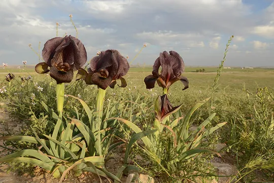 Dark-brown Iris, Judean Iris