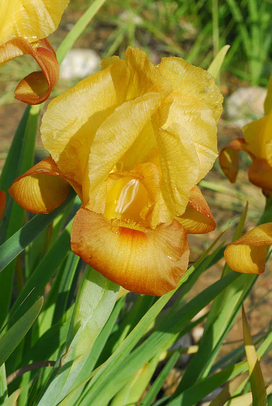 Dark-brown Iris, Judean Iris photographed by 