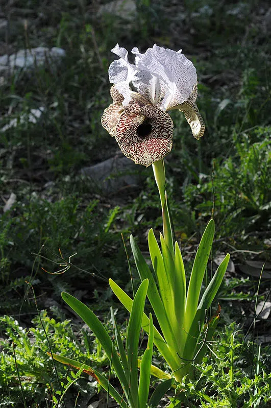 Nazareth Iris, Bismarck Iris photographed by 