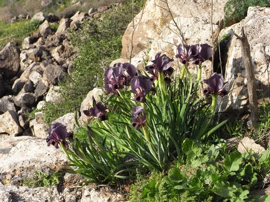 Hayne's Iris, Gilboa Iris
