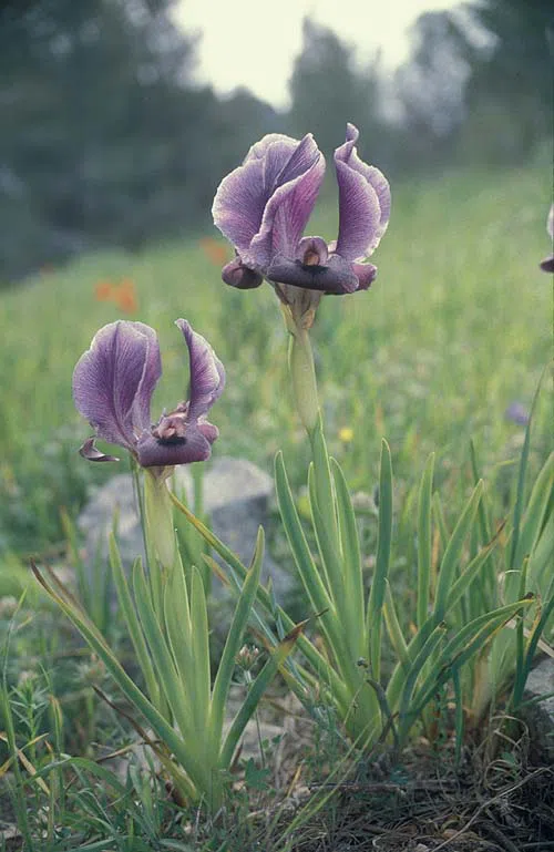 Hayne's Iris, Gilboa Iris photographed by 