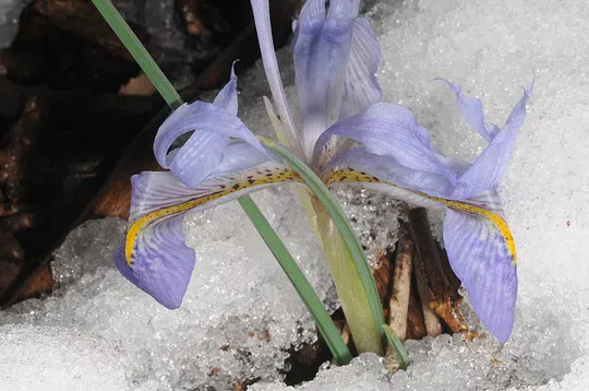 Histrio Iris photographed by Ori Fragman-Sapir