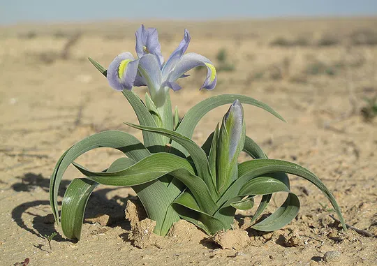 Tuvia's Iris, King Uzziae Iris photographed by 
