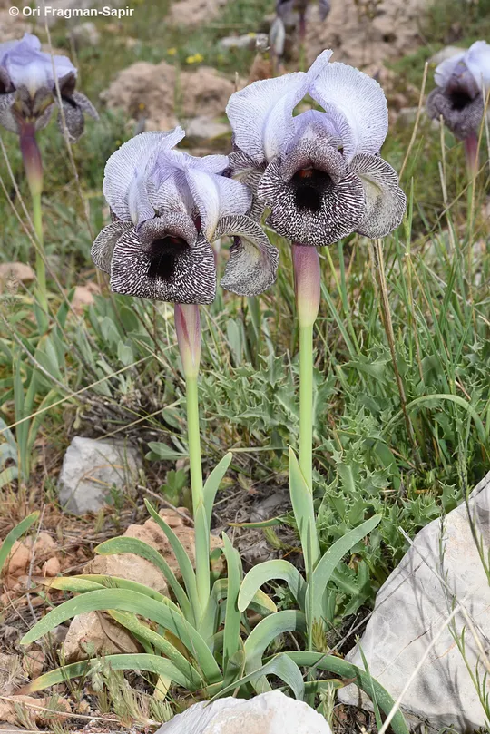 Iris westii photographed by Ori Fragman-Sapir