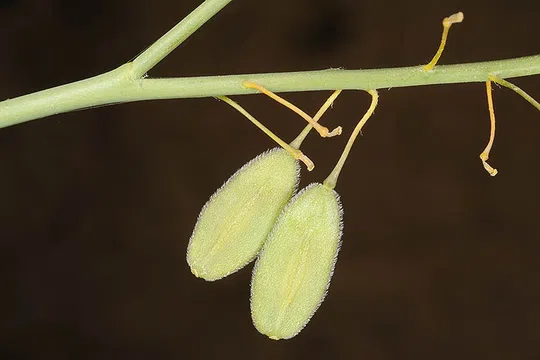 Small-fruited Isatis photographed by Ori Fragman-Sapir