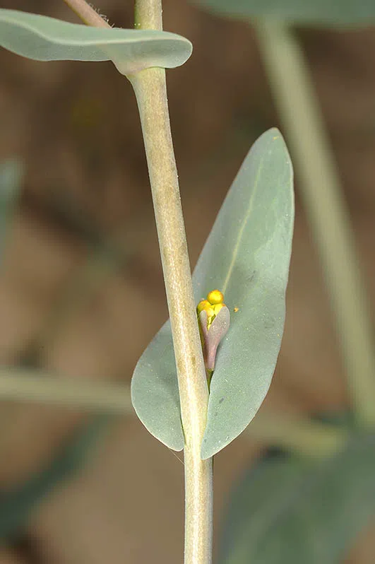 Small-fruited Isatis photographed by Ori Fragman-Sapir