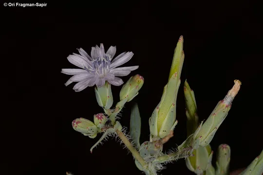 Lactuca undulata photographed by Ori Fragman-Sapir