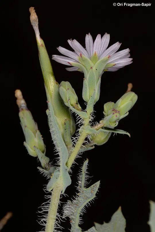 Lactuca undulata photographed by Ori Fragman-Sapir