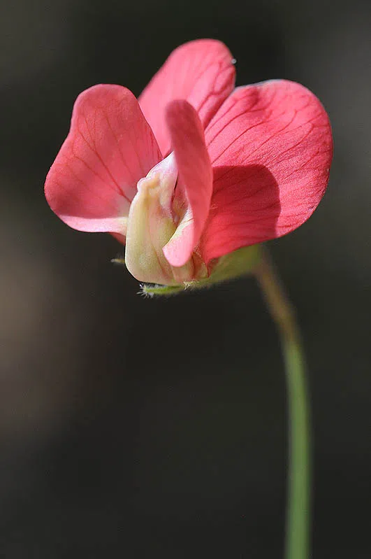Grass Vetchling photographed by 