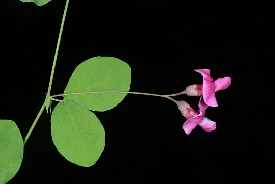 Pink Vetchling photographed by 