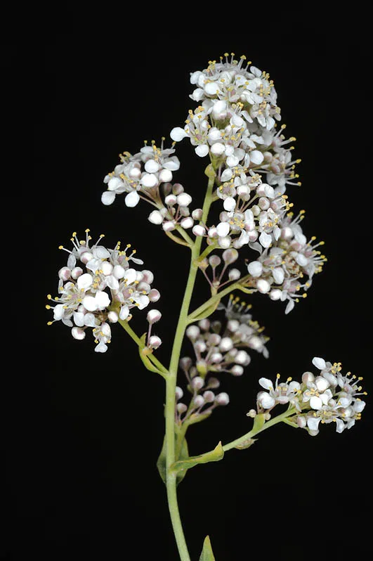 Broad-leaved Pepperweed, Broad-leaved Pepperwort photographed by 