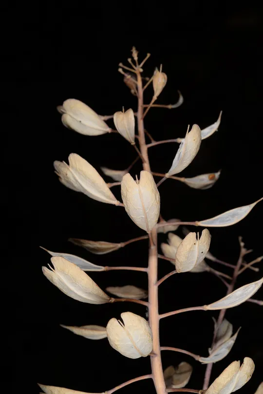Noccaea microstyla photographed by Ori Fragman-Sapir