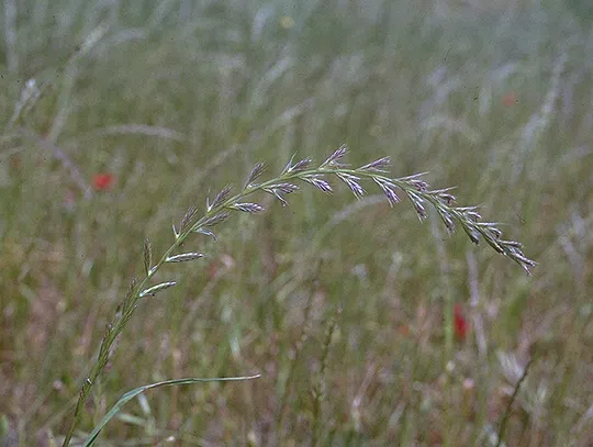 Many-flowered Ryegrass photographed by Ori Fragman-Sapir