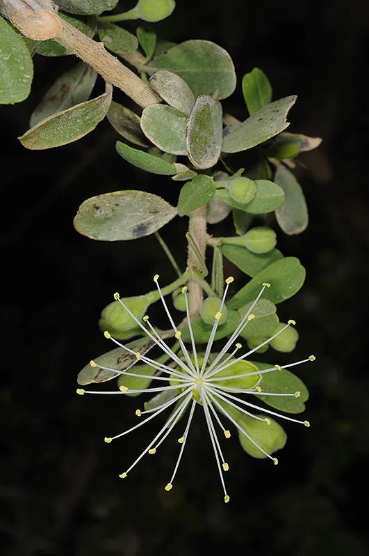 Thick-leaved Maerua photographed by 