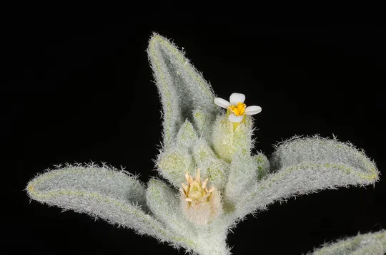 מורטיה קטנת-פרחים צולם על ידי אורי פרגמן-ספיר