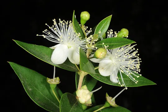 Common Myrtle, True Myrtle photographed by 
