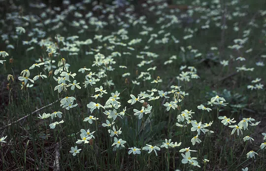 Late Flowering Narcissus photographed by 