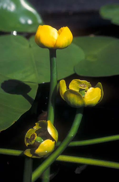 European Yellow Pond-lily, Yellow Pond-lily