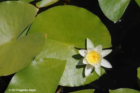 White Water-lily, European White Waterlily photographed by 