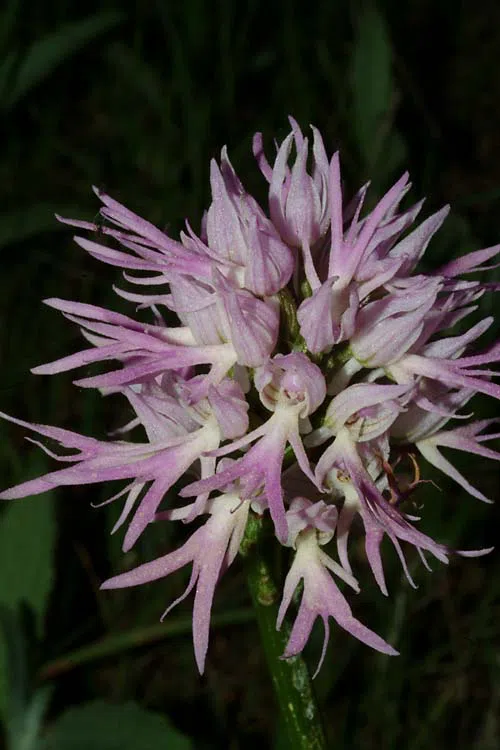 Naked Man Orchid, Italian Orchid photographed by Ori Fragman-Sapir