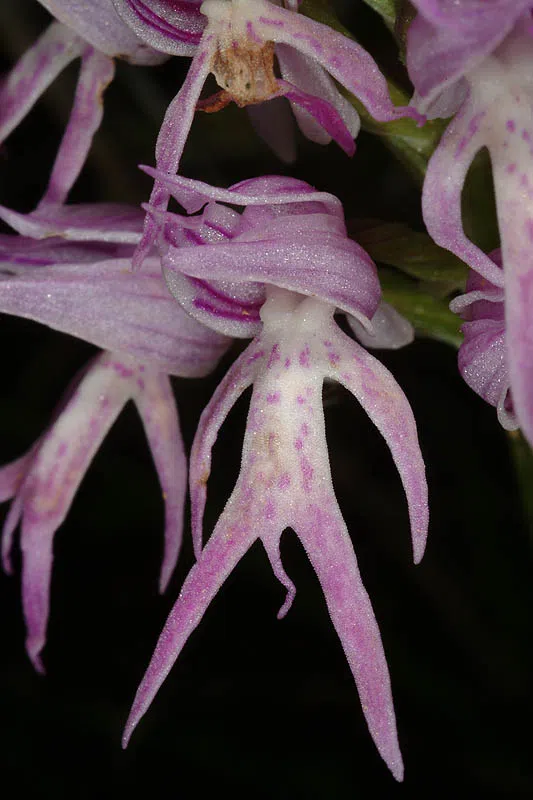 Naked Man Orchid, Italian Orchid