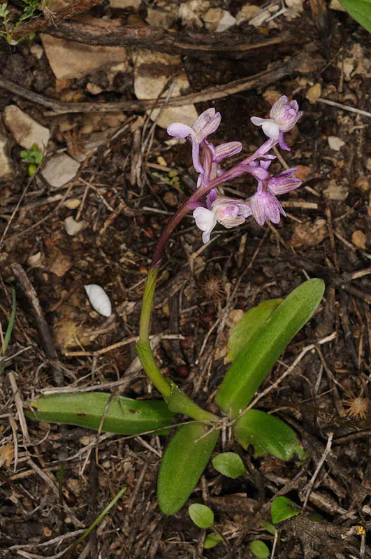 Syrian Orchid photographed by 