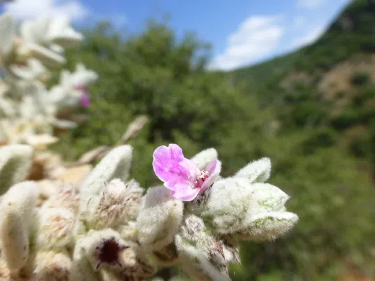 Banias Woundwort photographed by 