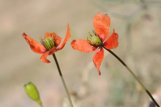 Sinai Poppy photographed by 