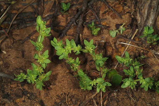 Echinolate Nailwort, Eurasian Nailwort photographed by 