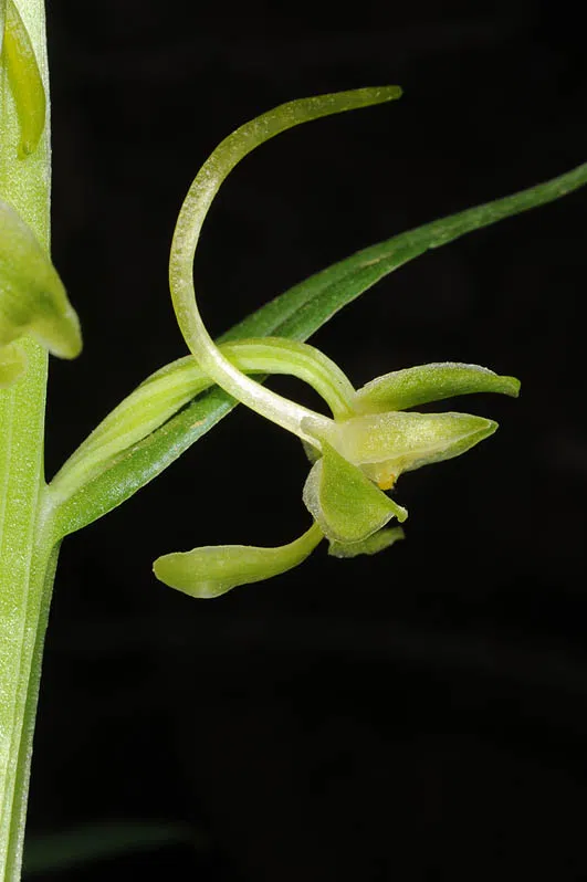 Platanthera chlorantha צולם על ידי אורי פרגמן-ספיר