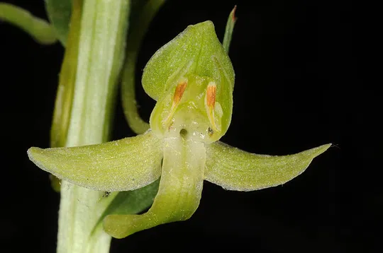 Platanthera chlorantha צולם על ידי אורי פרגמן-ספיר