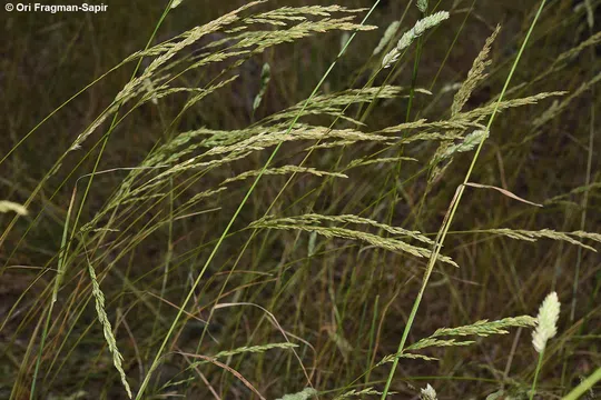 Wood Meadow Grass, Wood Bluegrass photographed by Ori Fragman-Sapir