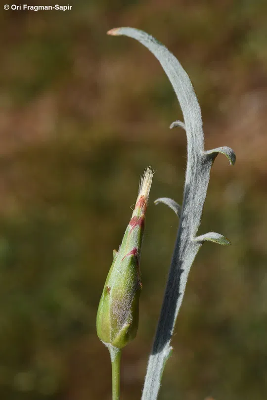 Podospermum meyeri photographed by Ori Fragman-Sapir