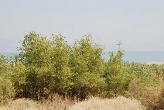 Euphrates Poplar photographed by Ori Fragman-Sapir