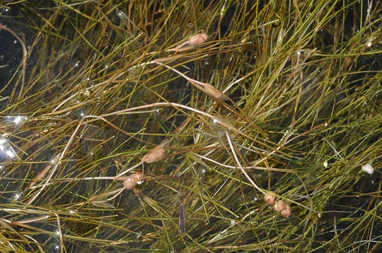 Slender-leaved Pondweed photographed by Ori Fragman-Sapir