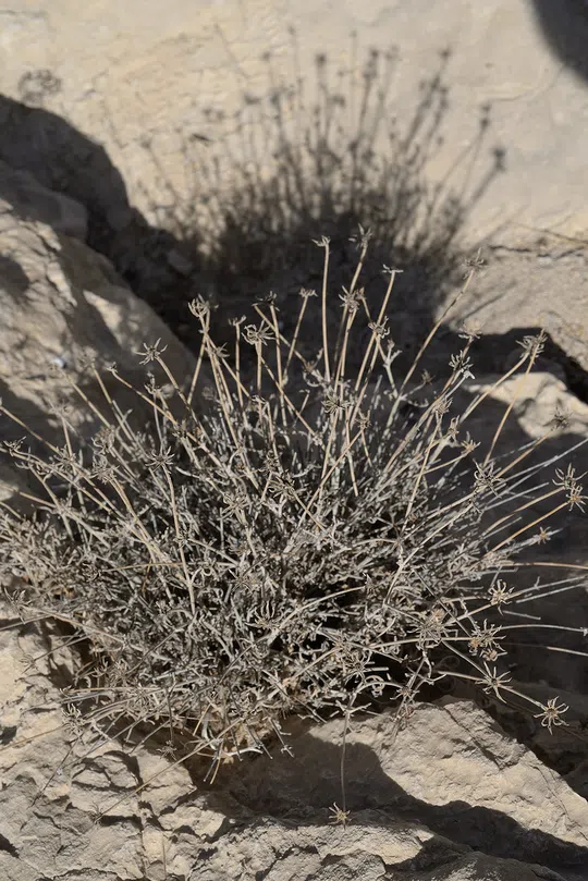 Desert Scabious photographed by Ori Fragman-Sapir