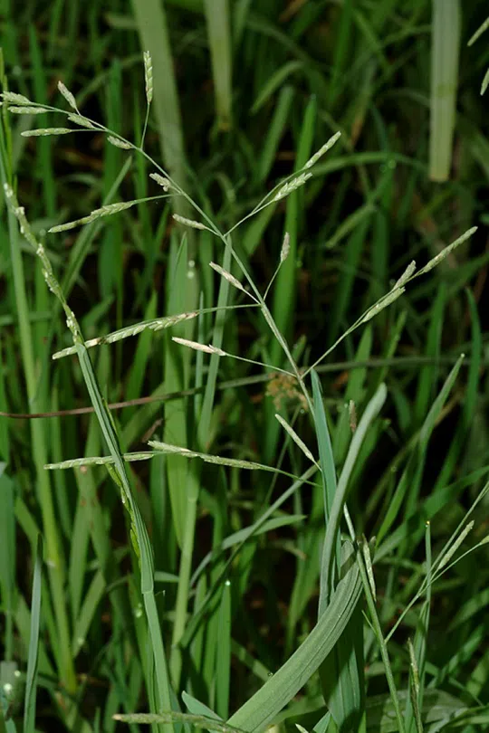 Plicate Sweet-grass photographed by 