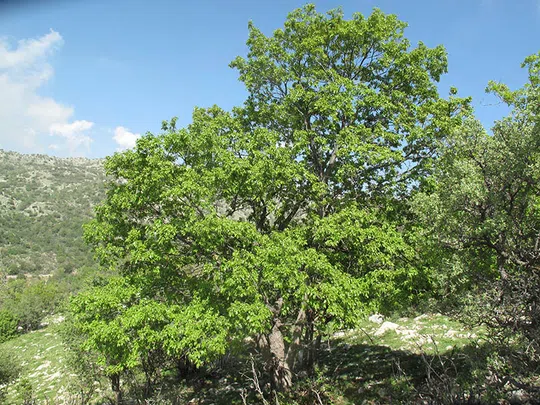Turkey Oak, Turkish Oak photographed by Ori Fragman-Sapir